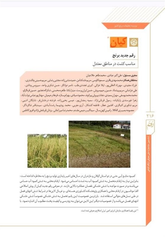 رونمایی از دو رقم برنج، که قبلاً رونمایی شده! کشاورزی ,