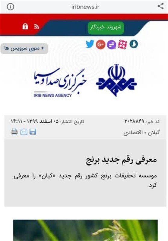 رونمایی از دو رقم برنج، که قبلاً رونمایی شده! کشاورزی ,