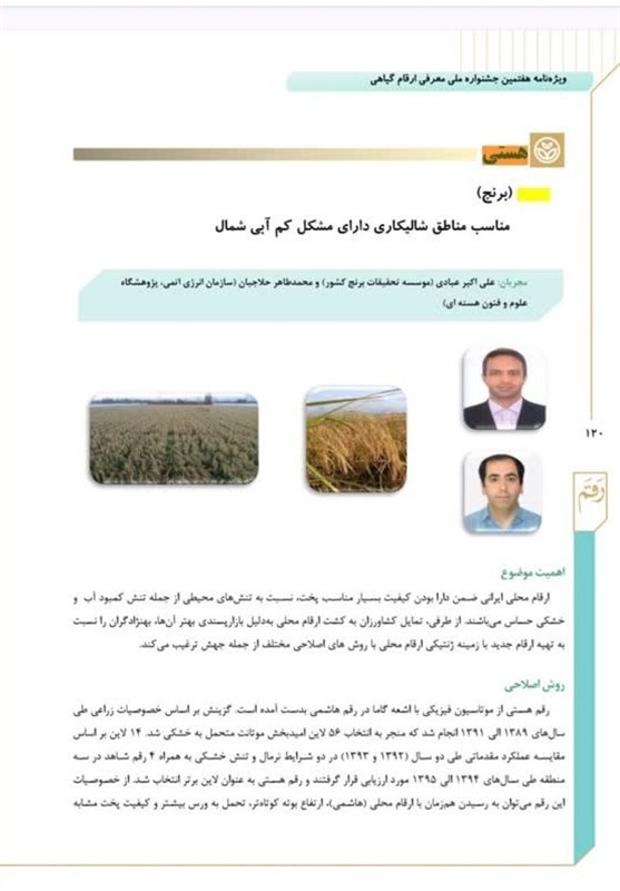 رونمایی از دو رقم برنج، که قبلاً رونمایی شده! کشاورزی ,