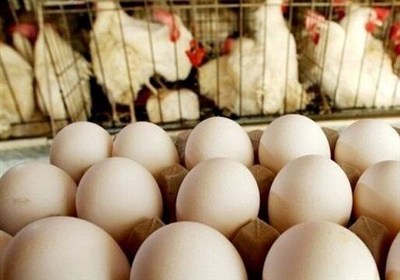 افزایش بی سابقه قیمت تخم مرغ در سایه نبود نظارت