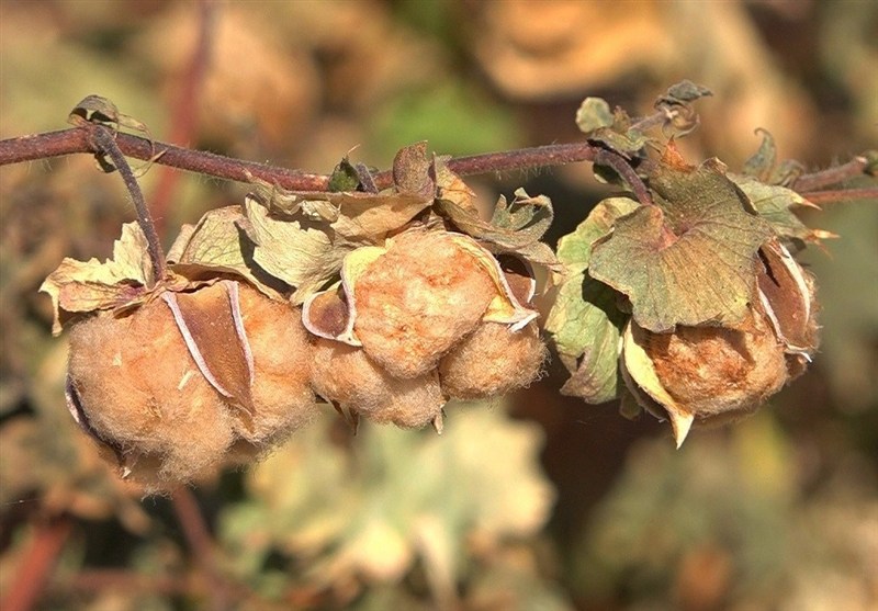 خوسف؛ پایتخت ملی مله‌بافی ایران/ مسیر جهانی شدن هنر 300 ساله خراسان جنوبی