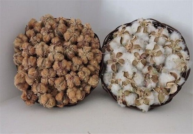 سازمان میراث فرهنگی، صنایع دستی و گردشگری , اخبار استان خراسان جنوبی , 