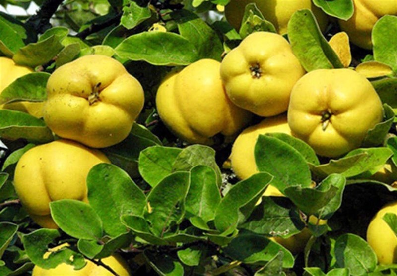 تولید 20 هزارتن "به" در فارس