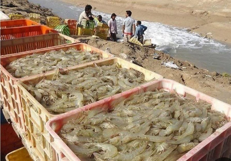 برداشت بیش‌از 26 هزار و 570 تن میگوی پرورشی در استان بوشهر