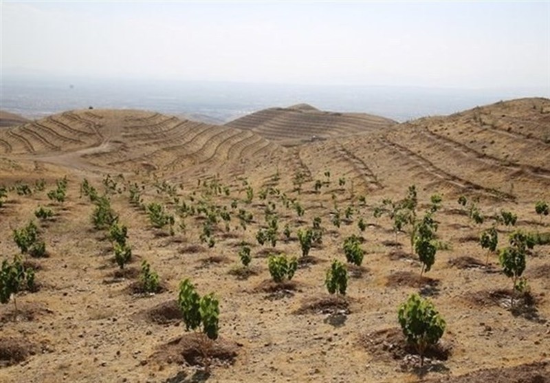 استان بوشهر پیشرو در زراعت چوب با استفاده از پساب شهری