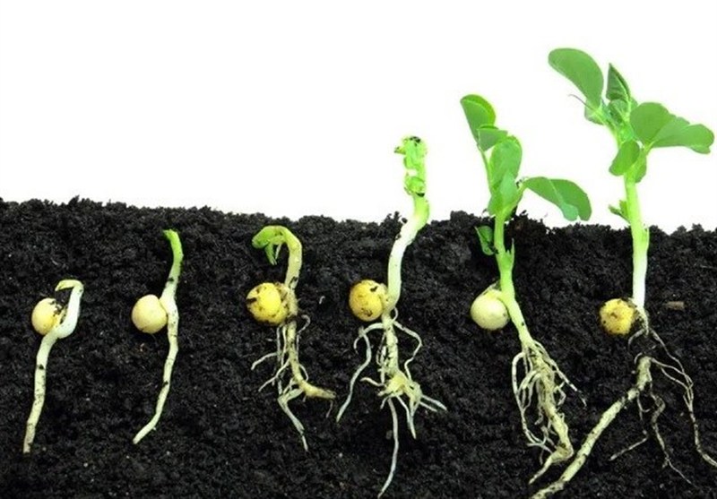 هسته‌ای در کشاورزی ــ ۶۱| تحریک جوانه‌زنی بذر با پرتودهی