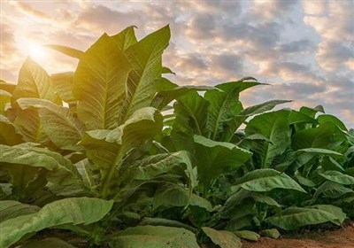 انحصار واردات بذر توتون شکسته شد/تسویه‌حساب کشاورزان ‌قبل از آغاز فصل خرید