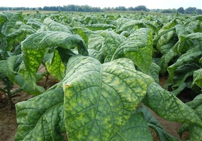 صادرات 8 میلیون دلاری مشتقات توتون/خام‌فروشی توتون ممنوع شد