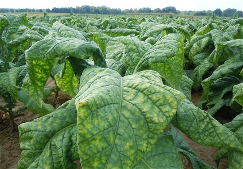 صادرات 8 میلیون دلاری مشتقات توتون/خام‌فروشی توتون ممنوع شد