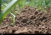 بحران خاموش خاک قم آغاز شده است؛ تهدید جدی برای امنیت آب و غذای استان