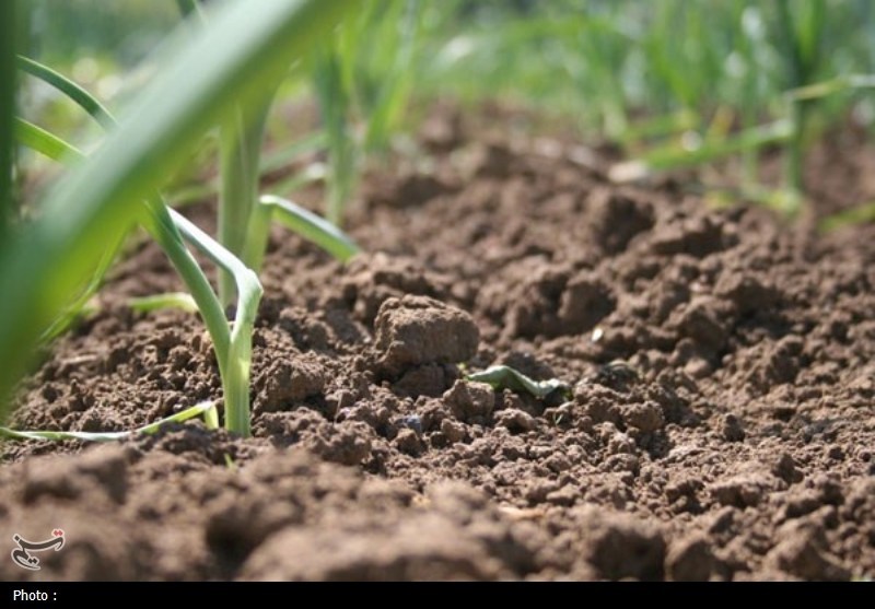 بحران خاموش خاک قم آغاز شده است؛ تهدید جدی برای امنیت آب و غذای استان