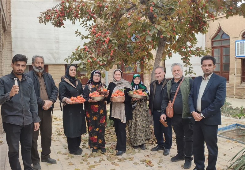 مراسم برداشت خرمالو از حیاط باغ های قدیمی نهاوند برگزار شد+تصویر
