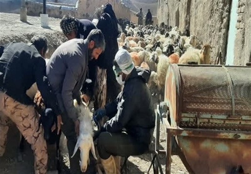 هشدار جدی شیوع تب برفکی در شهرستان درمیان