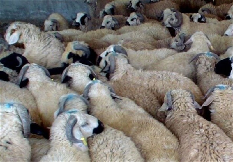 کشف یک‌ هزار رأس گوسفند قاچاق به ارزش 200 میلیارد ریال در فارس