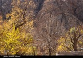 طبیعت پاییزی روستای گردشگری همقاوند