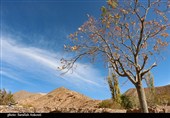 طبیعت پاییزی روستای گردشگری همقاوند