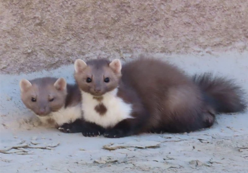 ثبت نخستین مشاهده سمور سنگی در فردوس