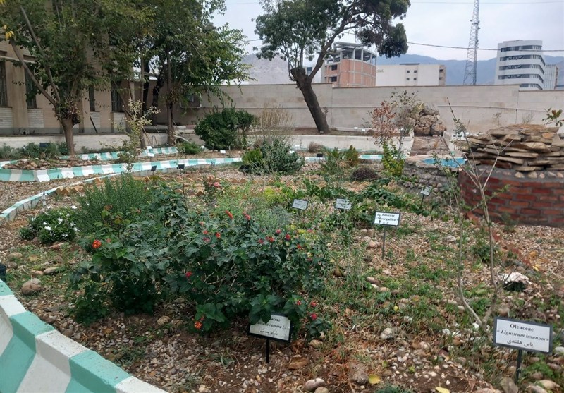 بانک ژنتیکی گیاهی ایلام، گنجینه‌ای سبز در برابر خطر انقراض گونه‌ها