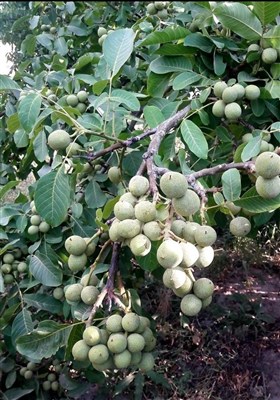 خرید نهال بادام، راهی مطمئن برای سرمایه‌گذاری در کشاورزی پایدار