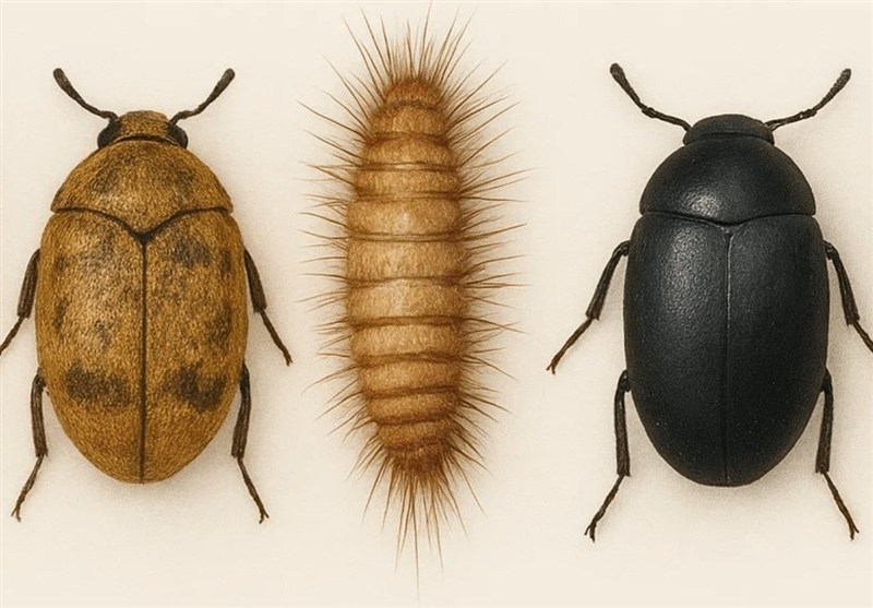 بید فرش از کجا می آید و چه شکلیه؟ با نکات جلوگیری