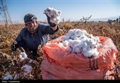 برداشت پنبه از مزارع خراسان شمالی