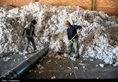 برداشت پنبه از مزارع خراسان شمالی
