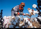 برداشت پنبه از مزارع خراسان شمالی