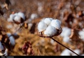 برداشت پنبه از مزارع خراسان شمالی