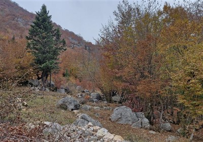 وزش باد و باران در اشکور رحیم آباد گیلان