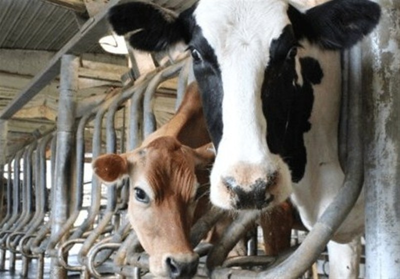 Лабораторное получение эмбрионов крупного рогатого скота и других тяжёлых сельскохозяйственных животных иранскими исследователями