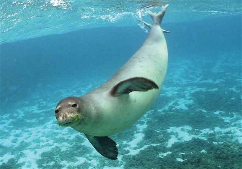 Загадочная гибель тюленей; Совместное предупреждение для прикаспийских стран