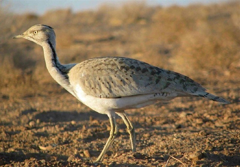 ثبت گونه هوبره در منطقه سبزکوه استان چهارمحال و بختیاری + مشخصات