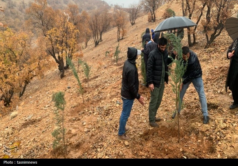 نهالکاری در سایه مادر در یاسوج برگزار شد؛ تولید 800 هزار اصله نهال+تصاویر