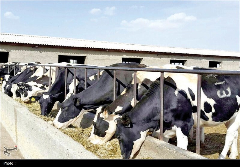 کاهش 30 درصدی ارز نهاده‌ها و سوءمدیریت تخصیص عامل اصلی بحران دام و طیور