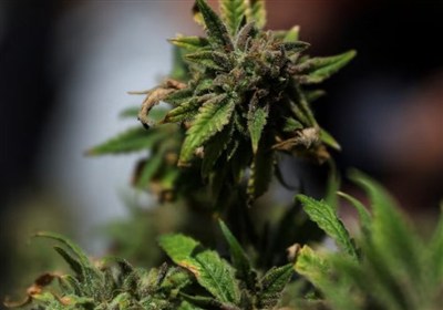 ترامپ محدودیت‌های فدرال درباره ماریجوانا را کاهش می‌دهد