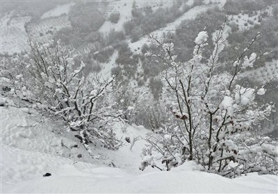 باران و برف، امید را به فارس آورد/میمند با 148 میلی‌متر رکورددار شد