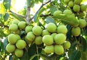 این نهال گردو حتی در مناطق کم آب 10 تن در هکتار بار میدهد