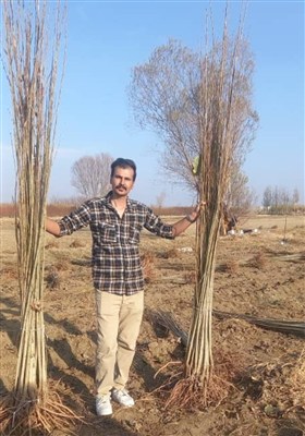 خرید نهال صنوبر یکساله با 5 هزارتومان، دو ساله 16 هزار تومان و نهال سه ساله گردو 100 هزار تومان! برای اولین بار در ایران