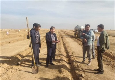 کشت گیاه "کاپاریس" در اراضی بیابانی ایلام کلید خورد