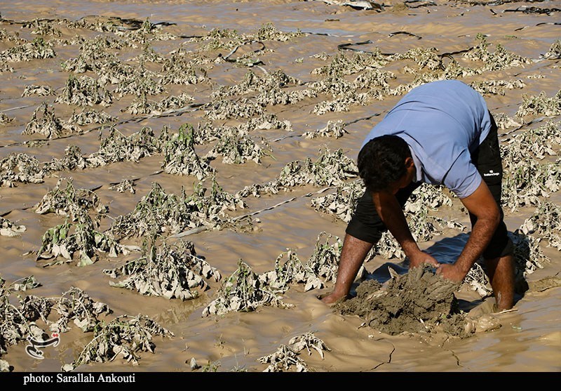 استان کرمان , اخبار استان کرمان , کشاورزی , سیل , بارندگی , 