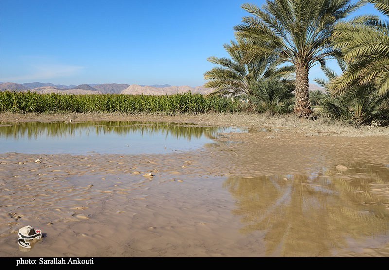 استان کرمان , اخبار استان کرمان , کشاورزی , سیل , بارندگی , 