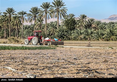 هشدار نارنجی هواشناسی کشاورزی در کرمان؛ کشاورزان تمهیدات پیشگیرانه را جدی بگیرند