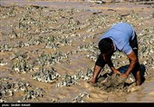 خسارت سیل به روستاهای فاریاب - کرمان