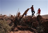 دشمنی اشغالگران با باغات فلسطینی‌ها؛ قطع 8 هزار درخت طی یک هفته