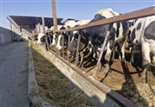 اسلامشهر در آستانه بحران دامداری؛ آخور گاوها خالی است، دولت تکلیف خود را با نهاده‌ها روشن کند + فیلم