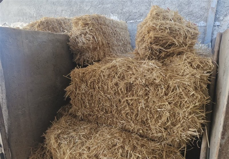 اخبار اسلامشهر , تولید ملی , قیمت لبنیات , قیمت گوشت , دولت چهاردهم , 