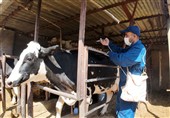 47 هزار رأس دام سنگین علیه لمپی‌اسکین واکسینه شدند