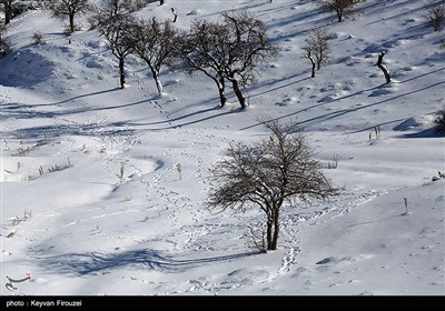 بارش برف در کرستان