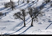 بارش برف در کرستان
