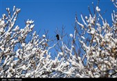 بارش برف در کرستان